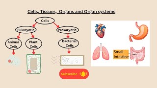 Cells, Tissues, Organs and Organ Systems for AQA GCSE biology and combined science
