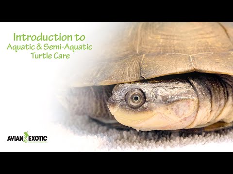 Caring For An Pelomedusidae
