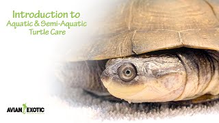 Introduction to Aquatic & Semi-Aquatic Turtle Care