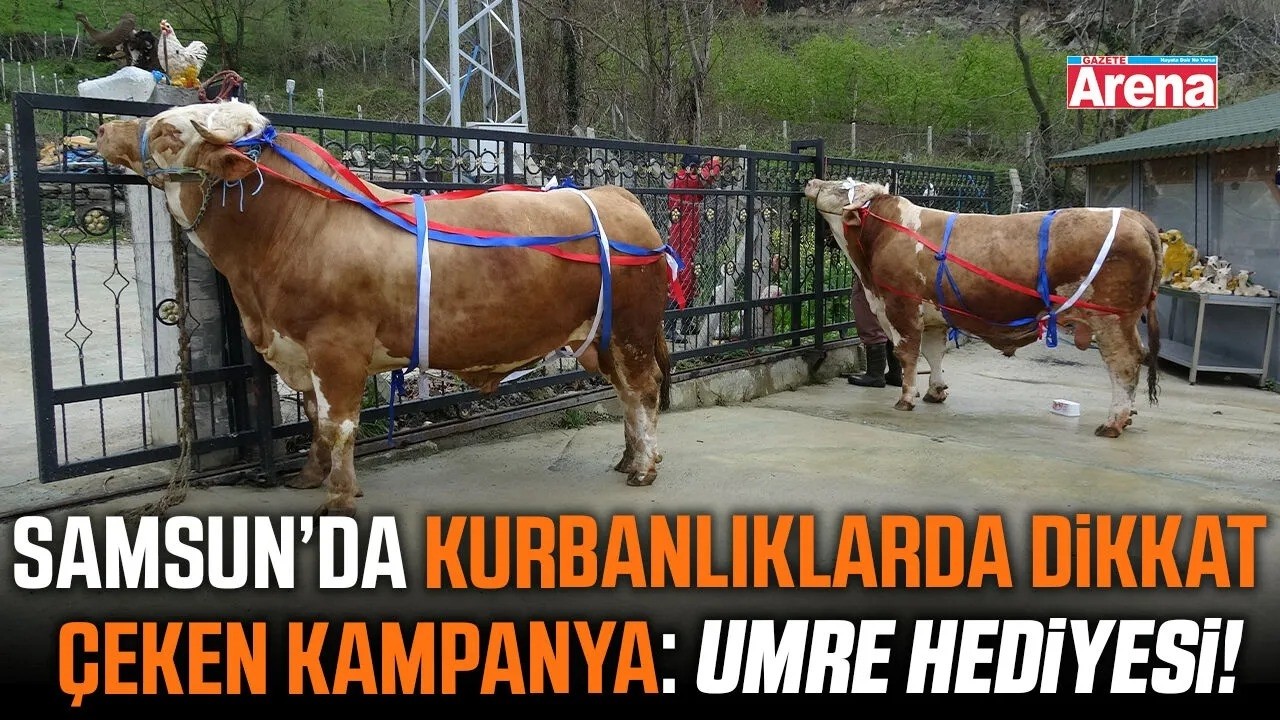 Samsun'da tonluk kurbanlıklar satışta!