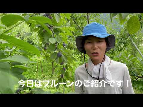 園芸 アジャンプルーン