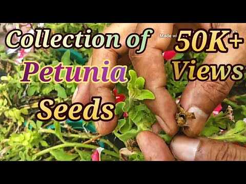 How to collect and store petunia seeds