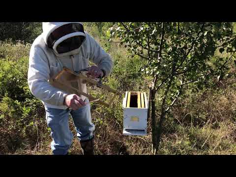 Xentari test 1 of 8.