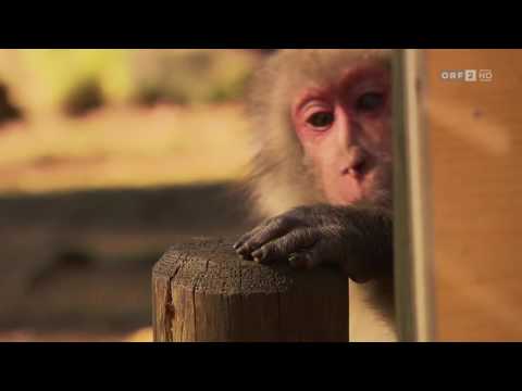 ORF Aufgetischt am Sonntag  Villach Die Nähe zu Italien und Slowenien mag .....