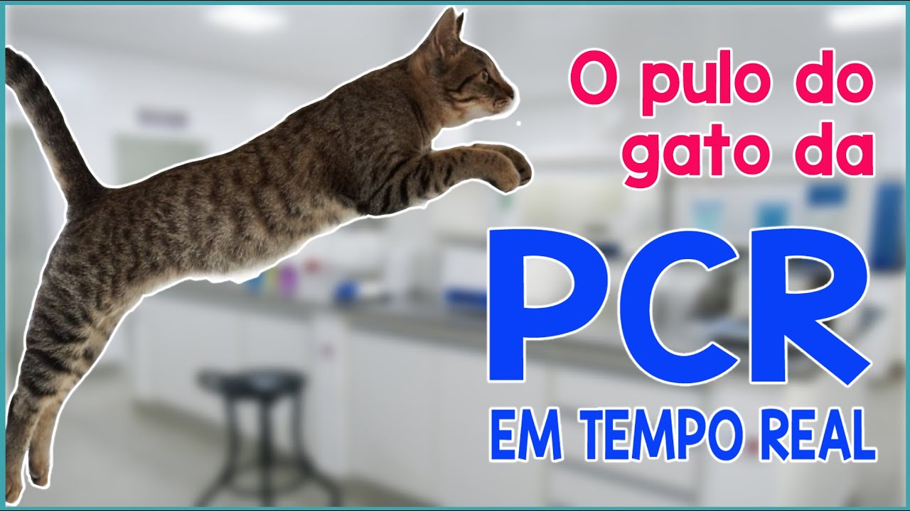 Entenda como funciona a PCR em Tempo Real