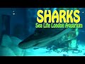 Sharks Sea Life London Aquarium 4k