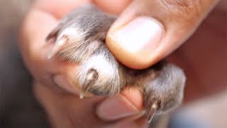How To Trim Puppy Nails The Easy Way