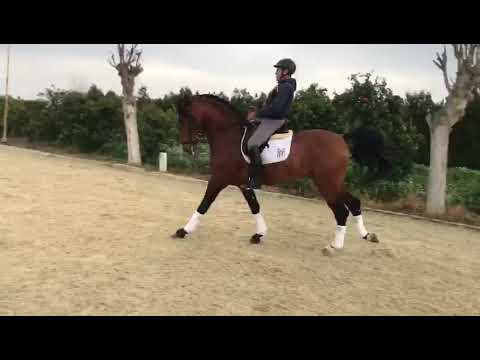 ENAMORADO - Advanced PRE Stallion P.S.G. level, a great and fancy schoolmaster for sale with us!