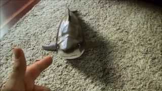 Shark toy again. REAL or NOT