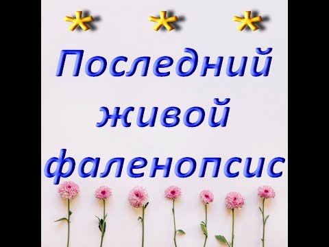ВЫЖИВШИЙ бесплатный ФАЛЕНОПСИС.Орхидеи.