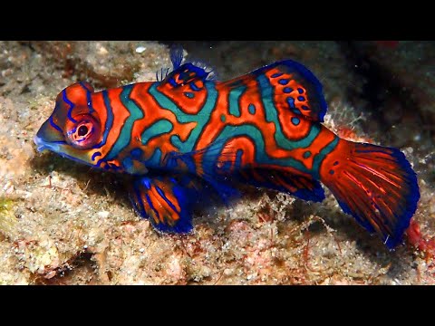 Mandarin Dragonet Facts: the MANDARINFISH 🐟 Animal Fact Files