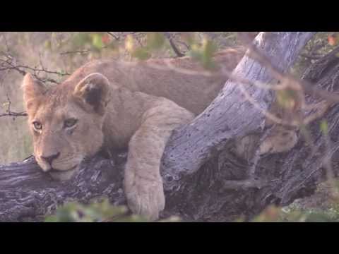 Meet the Olifants West Lion Pride
