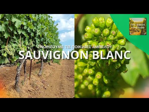 , title : 'Αμπέλι Sauvignon Blanc | Γνωρίζουμε Τις Ποικιλίες #sauvignonblanc #αμπελι #αμπελουργια'