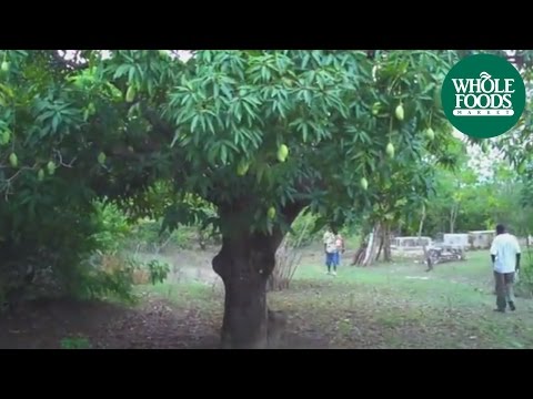 Haitian Mangoes | Produce | Whole Foods Market