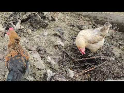 Genialny kompost na wybiegu u kur, kurki dobrze się spisały 🐔🐓🐥. Wybieranie gotowego kompostu 💪