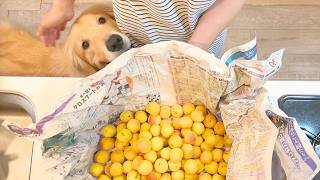 【大型犬のいる暮らし】梅仕事をずっと隣で見守るゴールデンレトリバー