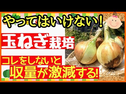 園芸 菜園に欠かせない常緑玉ねぎ、ネギ。