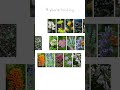 Massachusetts Native Plant Palette Video
