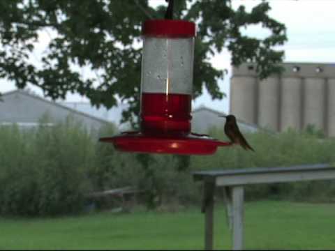 humming birds Nome, Texas 09-09-20
