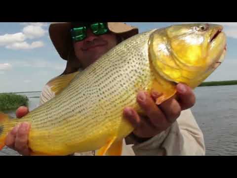 Pesca de Dorados y Surubíes en Rosario - Excursiones - Giant Stingray - Extreme Fishing - Argentina