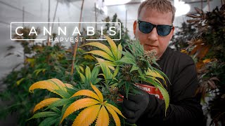 Growing Award-Winning Cannabis in a Residential Garage | PARAGRAPHIC
