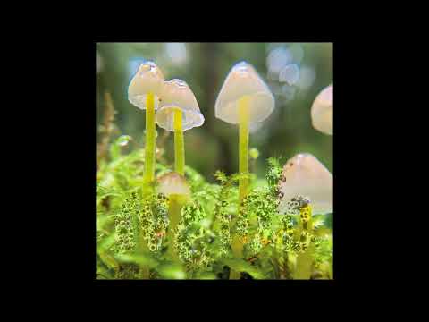 Premiere : Neida - Guess Who [Nehza Records]