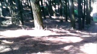 preview picture of video 'test ride wr450 in forest at titri'