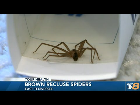 What to do if you get bit by a brown recluse spider