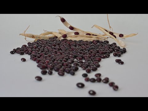 Tiempo de legumbres en Anguiano y Santurde de Rioja