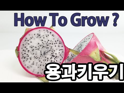 , title : '#용과키우기 1편 ( 씨앗에서 발아까지 단계입니다).How To Grow Dragon fruit'