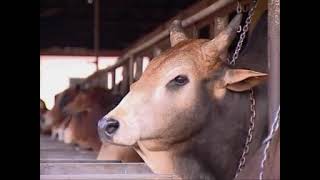 দারিদ্র বিমোচনে গরু মোটাতাজাকরণ