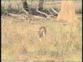 Tiger Cubs Roaming In Central Indian Jungle