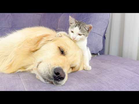 YouTube 썸네일