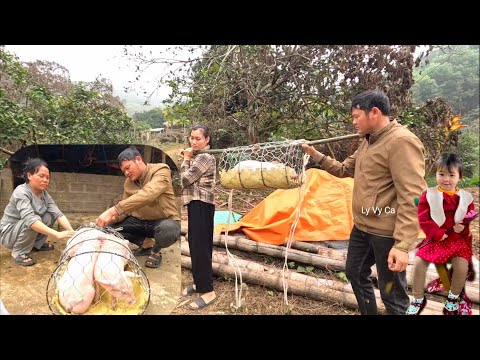 The first litter of white pigs on the farm. Can I accept my ex-husband? Ly Vy Ca 