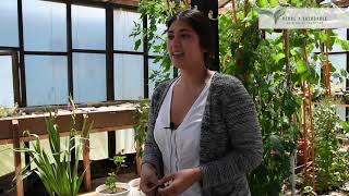 Sábados verdes en Hospital de Frutillar