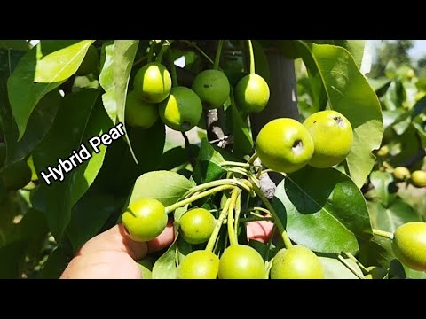 Develop hybrid Pear.Meet Dr Wasim Hassan Fruit Science scientist ICAR CITH old airport Srinagar J&K.