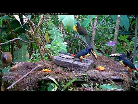 Gray-headed Chachalacas Make Room For Collared Aracaris On The Panama Fruit Feeder – Jan 16, 2020