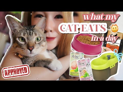 PAANO PATABAIN ANG PUSA? RECOMMENDED CAT FOOD PARA TUMABA ANG PUSA (WHAT MY CAT EATS IN A DAY) (PH)