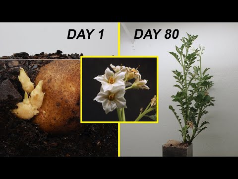 From Potato to Flowers - 80 Days - Growing Cross Section Time Lapse !