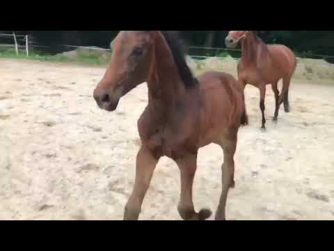 Fohlen Stutfohlen von Fürst Romancier