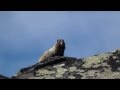 Mt. Rainier Screaming Marmot