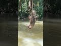 🦥Three-Fingered Sloth Hanging Over a River in Costa Rica!