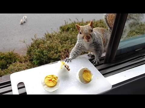 Squirrels' reactions to boiled eggs