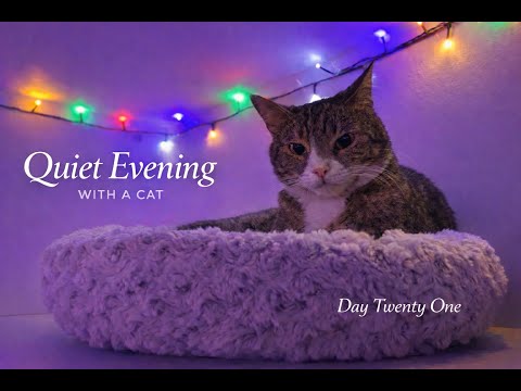 Quiet Evening With a Cat — Day 21 | Cozy, Calm & Relaxing