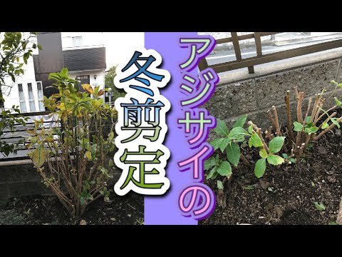 アジサイを地面に剪定する
