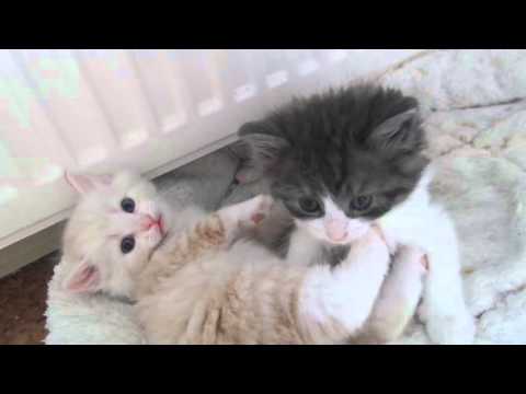 Dorogaja's Jamie Lee, Joshi, Juri und Julishka