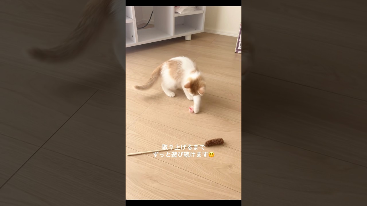 ひとり遊びのの😽#cat #cats #子ネコ #猫のいる暮らし #ねこ