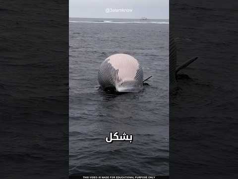 ما سر جثة الحوت