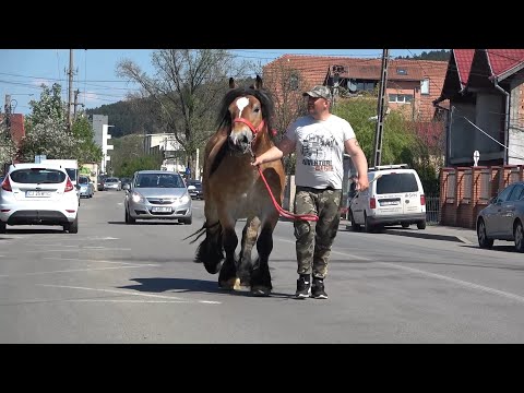 Armasarii lui Mircea de la Floresti, Cluj - 2021 Nou!!!