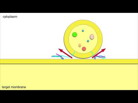 Vesicle Fusion (Membrane Docking and Cargo Release)